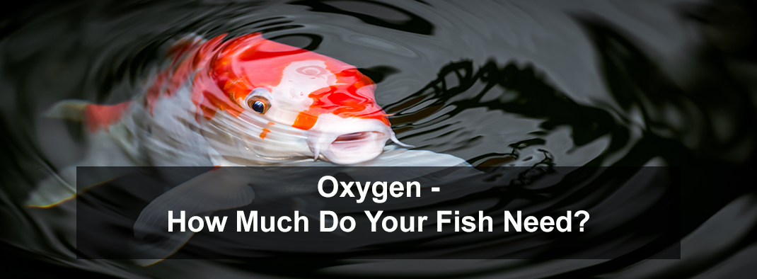 Do Fish Need Oxygen? How To Increase Oxygen In Water